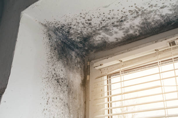 Affordable Attic Mold Removal solutions in Fulton, NY